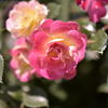 アンジェの薔薇2