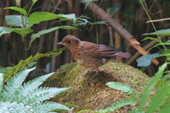 コマドリ幼鳥4