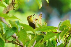 ミズキの実を食うメジロ