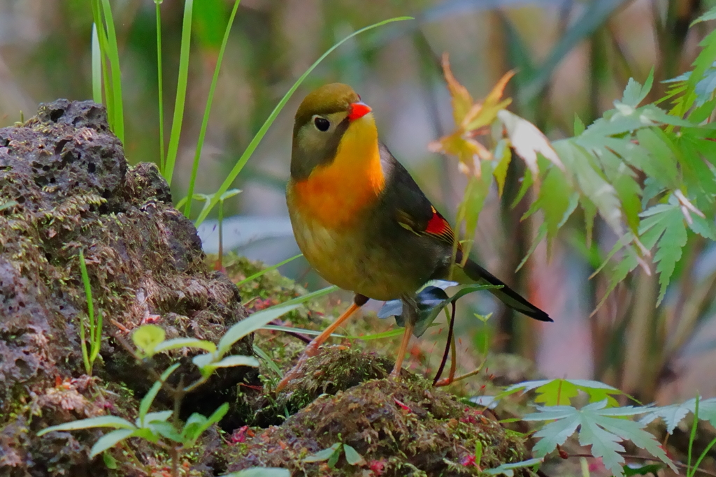 水場の相思鳥