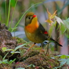 水場の相思鳥