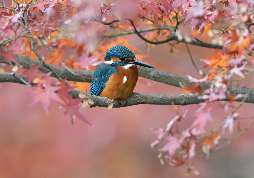 紅葉とカワセミ