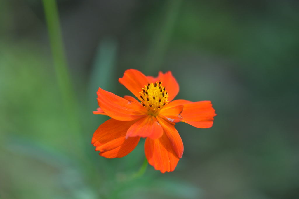 浜離宮のコスモス