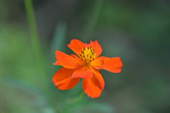 浜離宮のコスモス