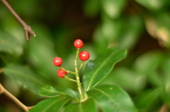高尾山の赤い実