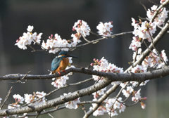 桜カワセミ_