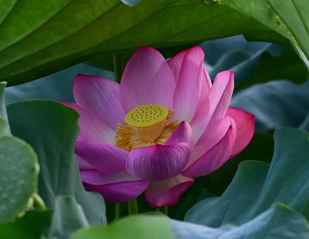 ハス池のハス