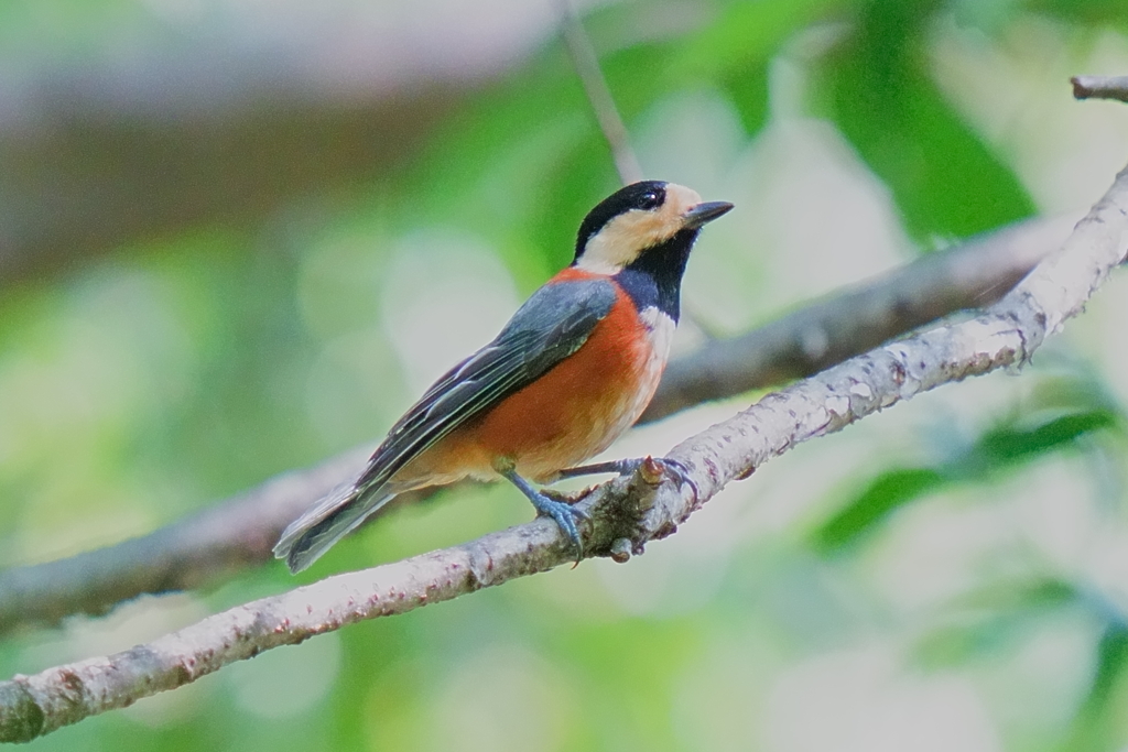 水場のヤマガラ