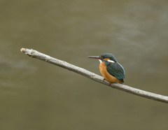 枝止まり 枝止まり