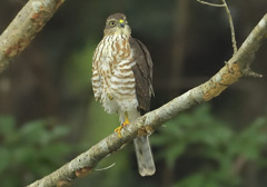 ツミの幼鳥2 ツミの幼鳥2