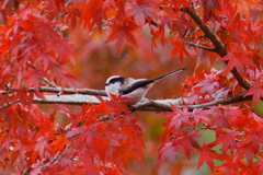 紅葉のエナガ5