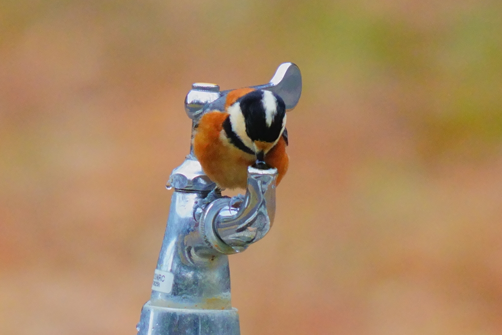 水飲み場に来たヤマガラ2
