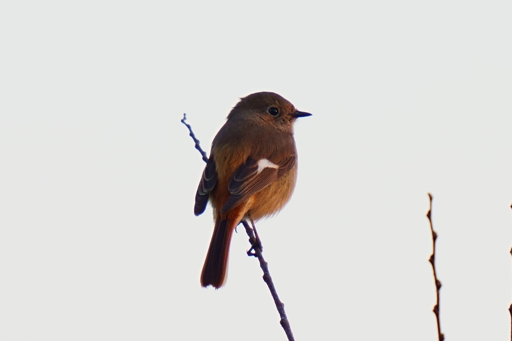 多摩川ジョウビタキ