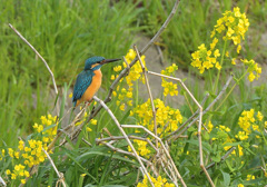 菜の花とカワセミ4