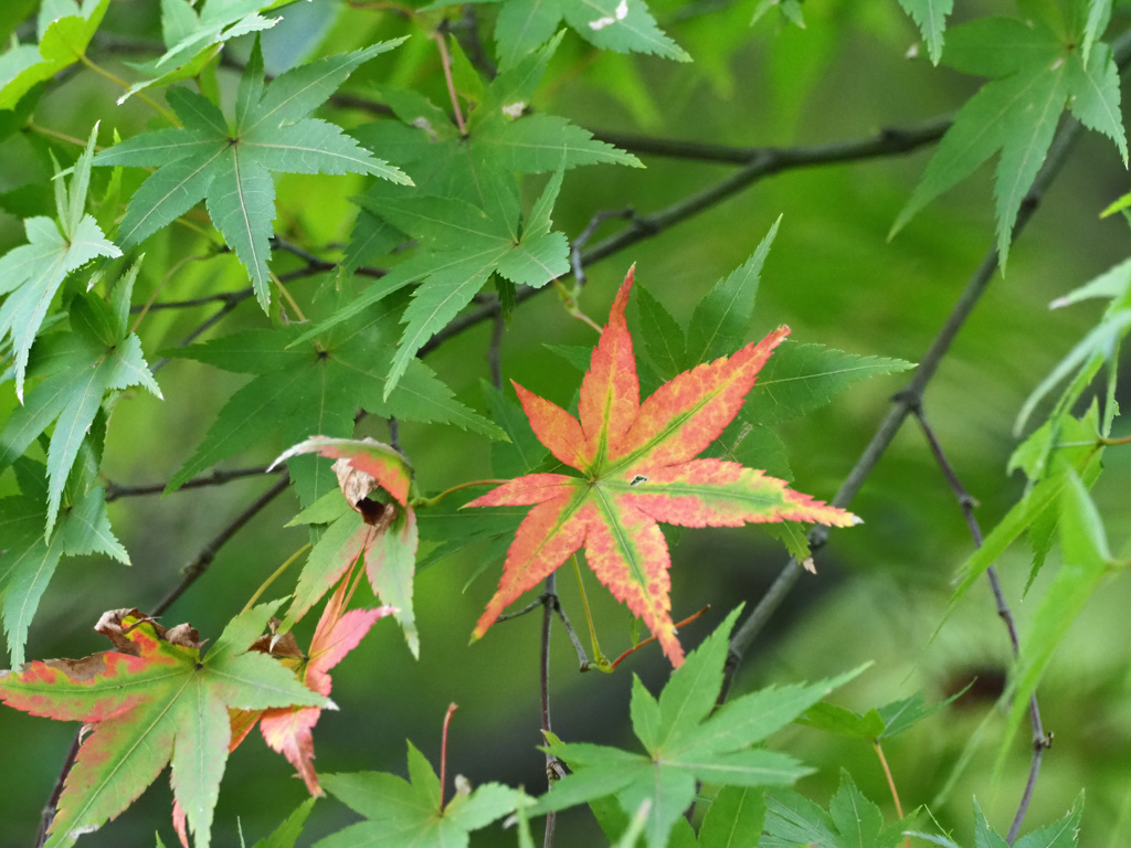 高幡不動の紅葉