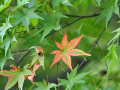 高幡不動の紅葉