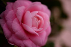 玄関先の花6