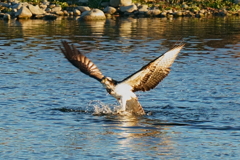 ミサゴの水出 ミサゴの水出