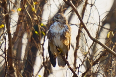 ノスリ2 ノスリ2