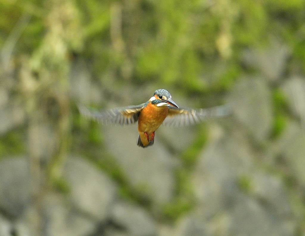 久しぶりのホバ