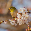 桜メジロ3