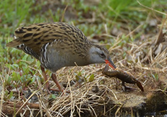 クイナの朝ごはん1