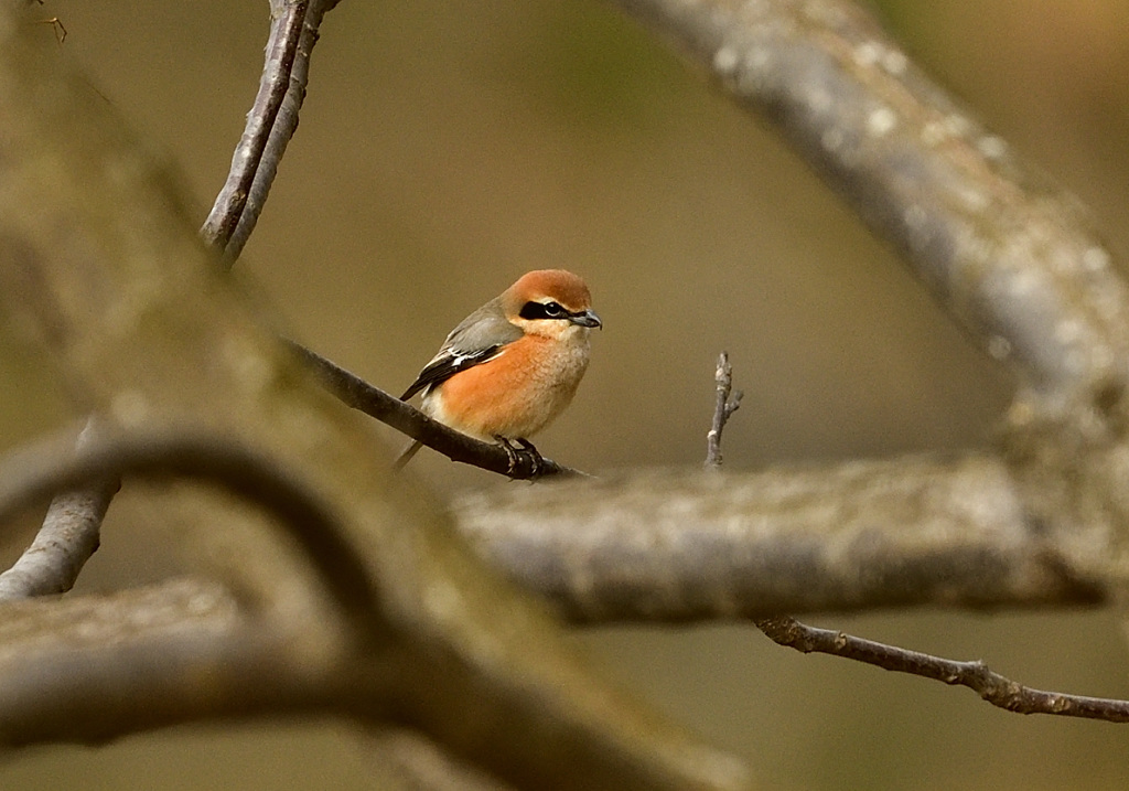 小さな猛禽って呼ばれてます