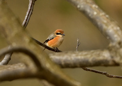 小さな猛禽って呼ばれてます