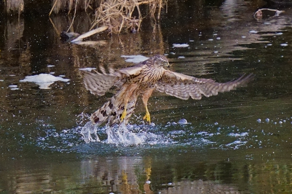 オオタカ、ゲットできず1