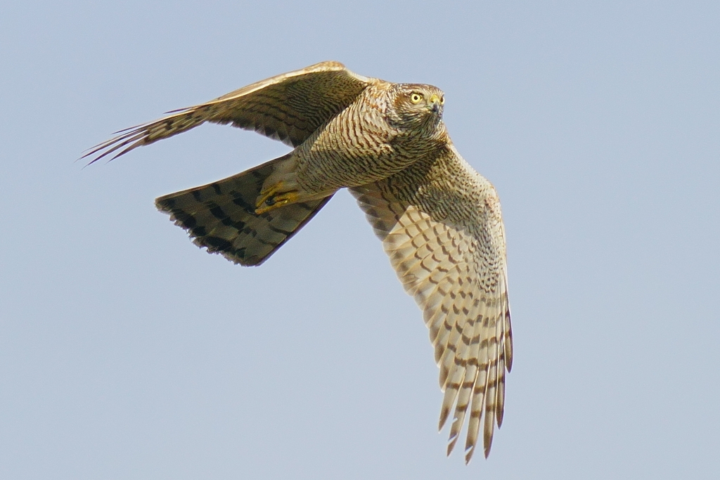 ハイタカメス成鳥1