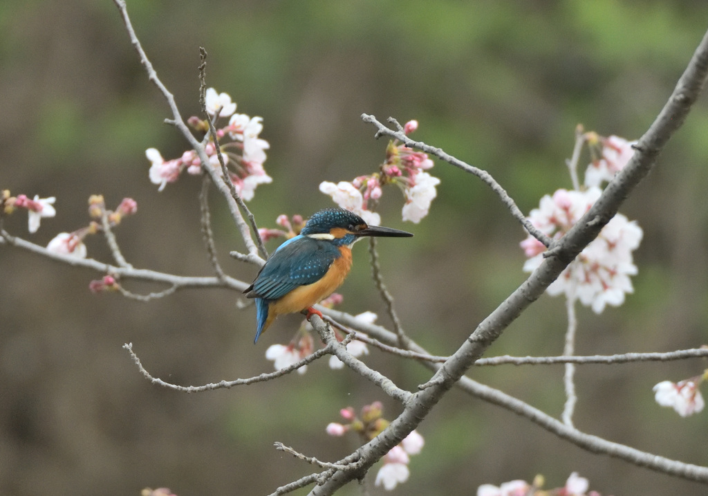 桜カワセミ4