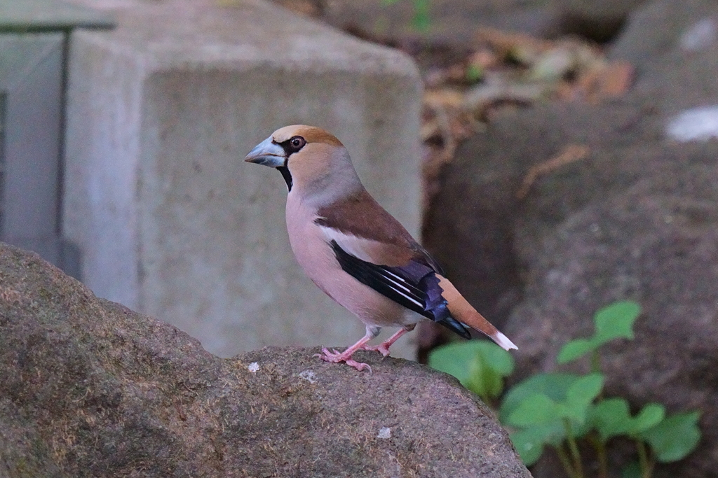 シメ