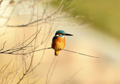 枝止まり4 枝止まり4