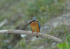 大きいですけどそれが何か? 大きいですけどそれが何か?