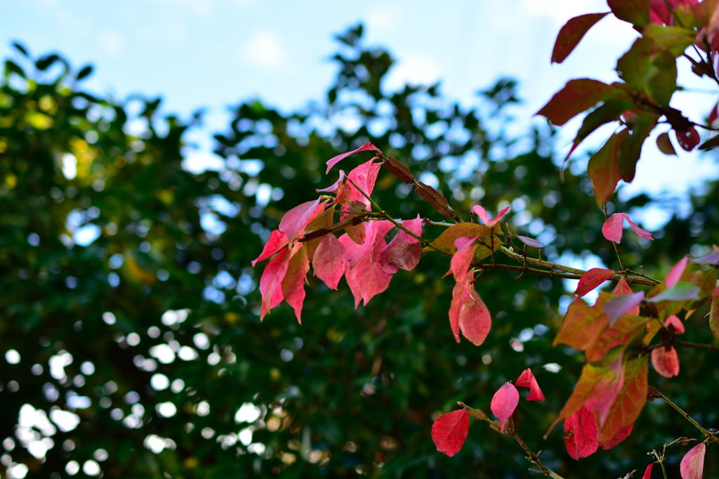 ウオーキング途中の紅葉