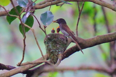 サンコウチョウの子育て2