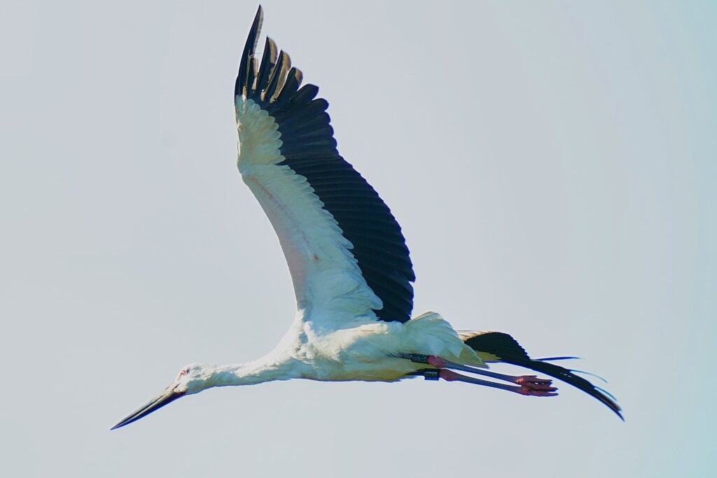 コウノトリ