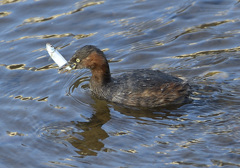 潜水名人 潜水名人