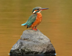 石に乗る 石に乗る