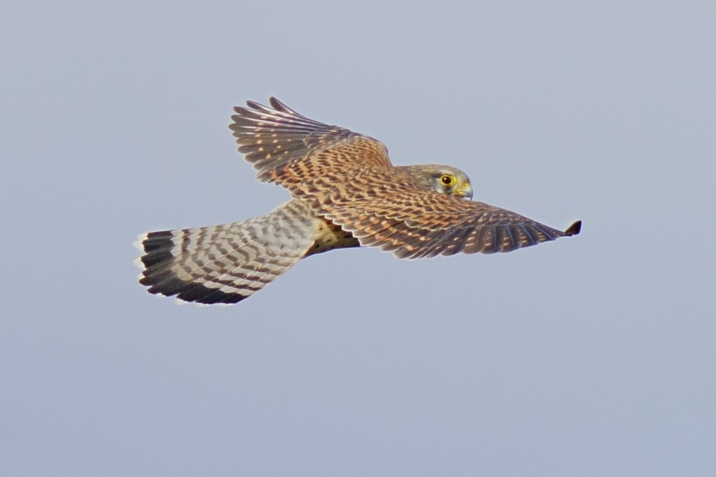 チョウゲンメス3