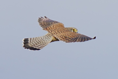 チョウゲンメス3