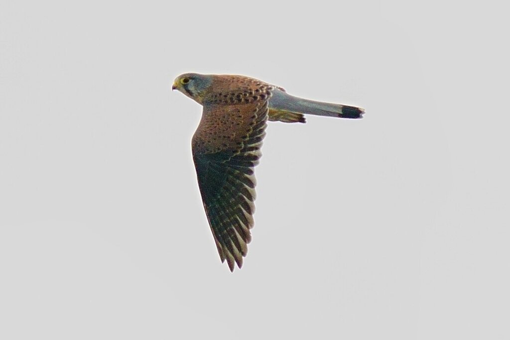 チョウゲンボウオス若