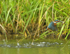 エビゲット! エビゲット!