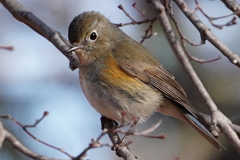 全画素超解像ズーム