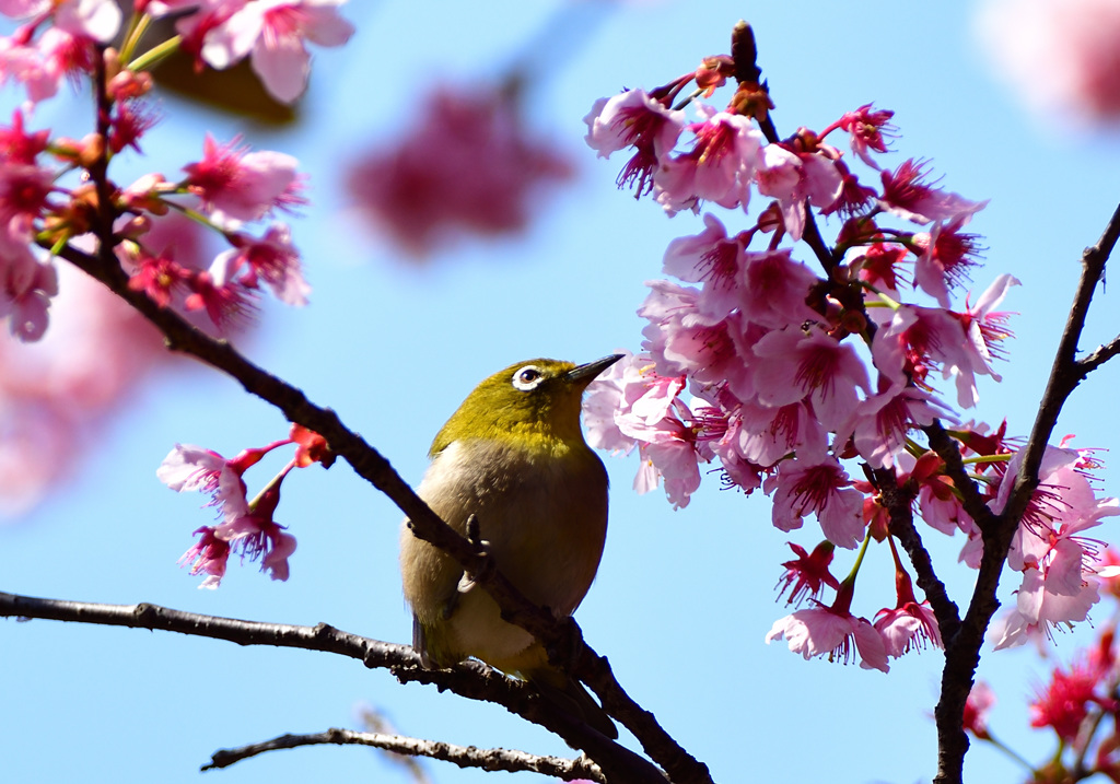 春の光景10
