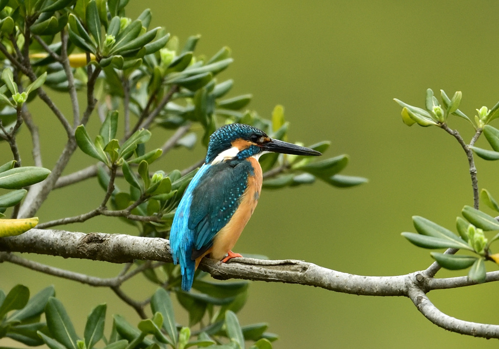 トベラお立ち台