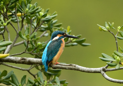 トベラお立ち台