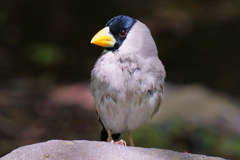 イカル