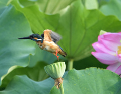ハスカワですが