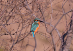 枝止まり2 枝止まり2